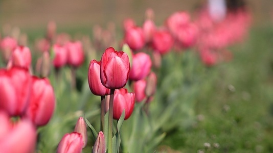 Indira Gandhi Memorial Tulip Garden, Asia’s largest tulip garden, located at the foothills of Zabarwan Hills in Srinagar, has been opened to welcome tourists and locals with the bloom of 17 lakh flowers of different varieties this year.