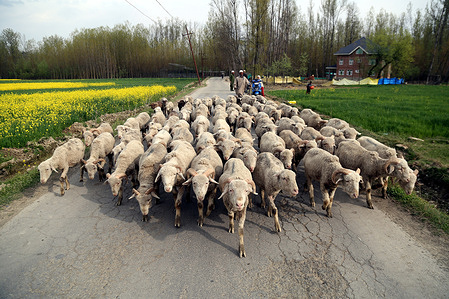 A Kashmiri shepherd herds a flock of sheep in mustard field in full bloom in Pulwama, south of Srinagar, the summer capital of Indian Kashmir,