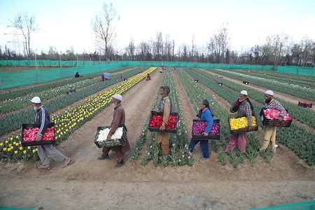 Tulip harvest at CSIR IIIM Jammu's Bonera station in South Kashmir's Pulwama district creates employment avenue for local people." Field Station in Boonura Pulwama Blossoms with Stunning Tulip Display Farmers to be involved in its production and bulbs will be made available locally. “