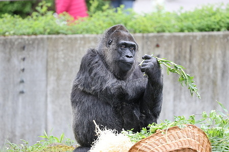 Berlin: For her 67th birthday, gorilla Dame Fatou receives a large basket full of vegetables from the zookeepers in the outdoor enclosure.