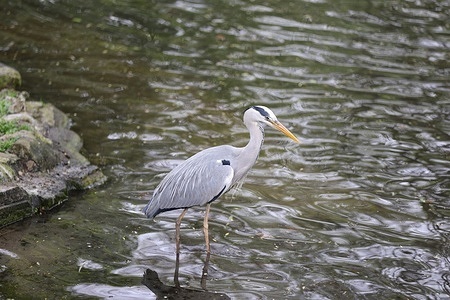 Berlin: A grey heron in Berlin's Tiergarten district