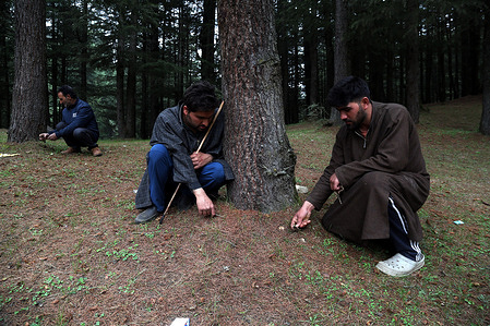 People dig out wild potatoes, (rich in proteins), from the forest areas of Yarwan forest range in Pulwama district, southern part of Indian Kashmir