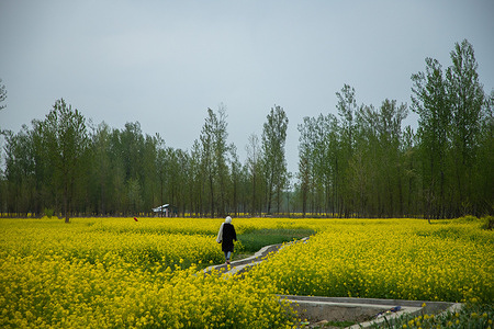 A Kashmiri woman walks along the blooming mustard fields during spring season in Pulwama, south of Srinagar, summer capital of Jammu and Kashmir.